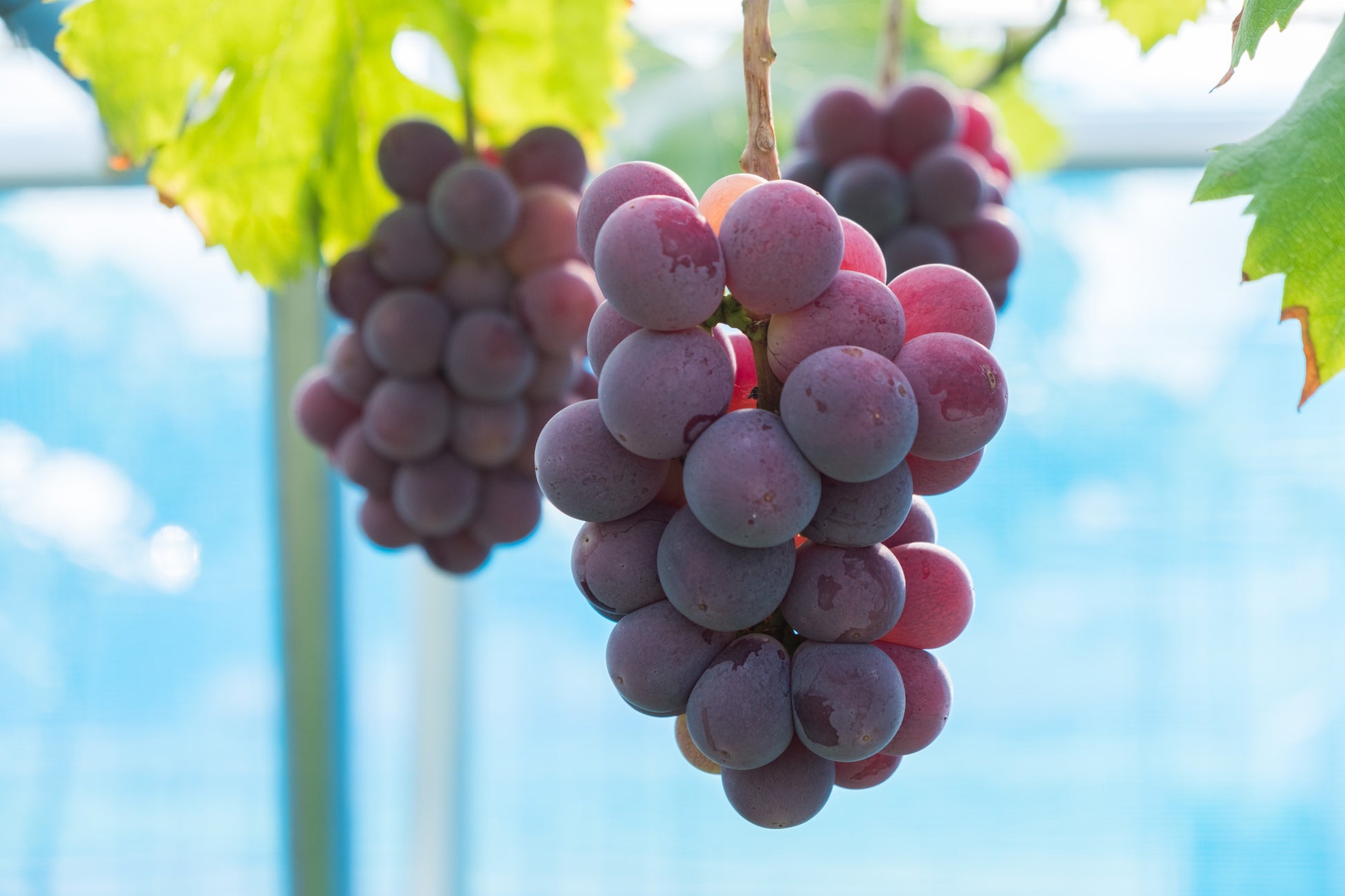 谷尾食糧工業のこだわりの原料